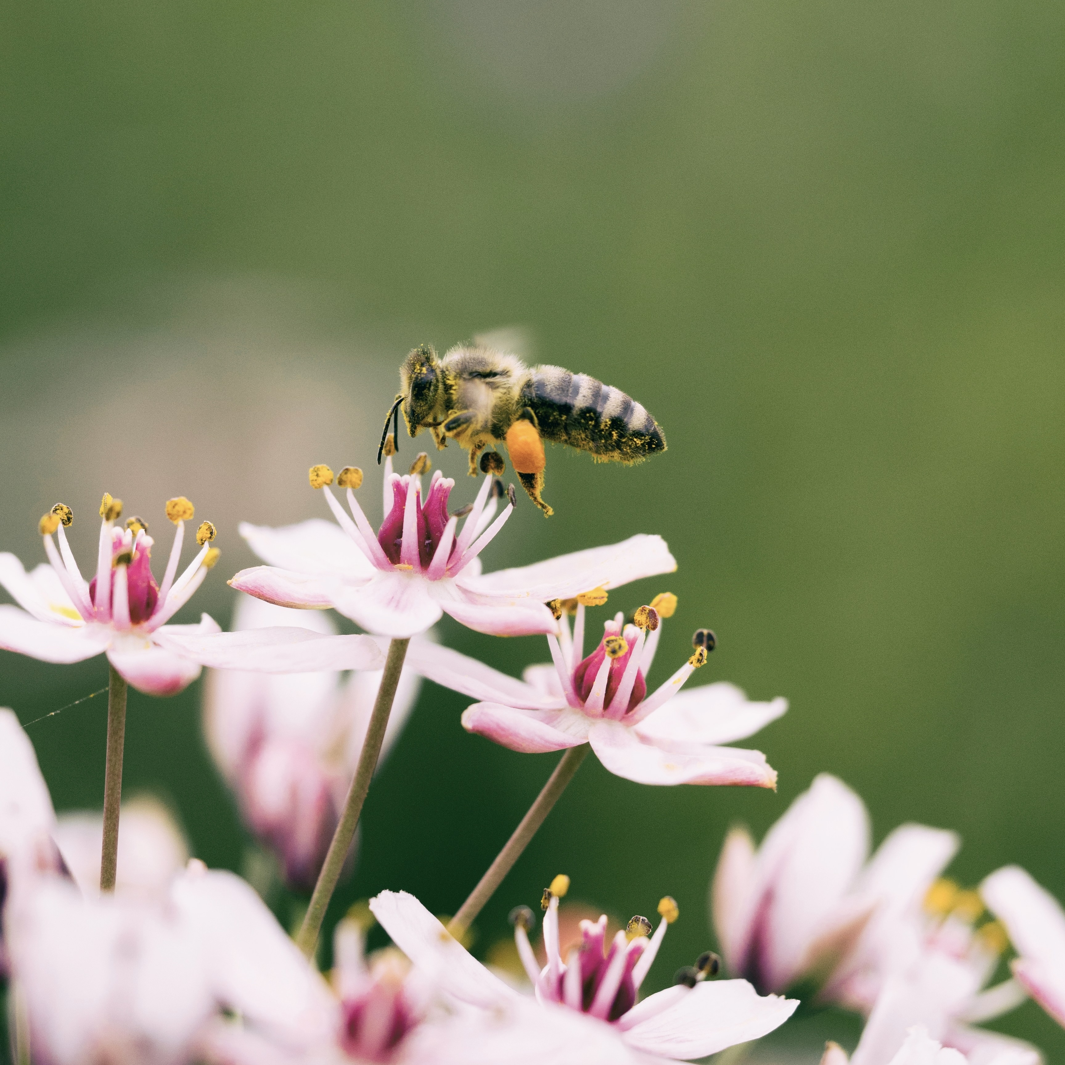 Biodiversité à Terraphile